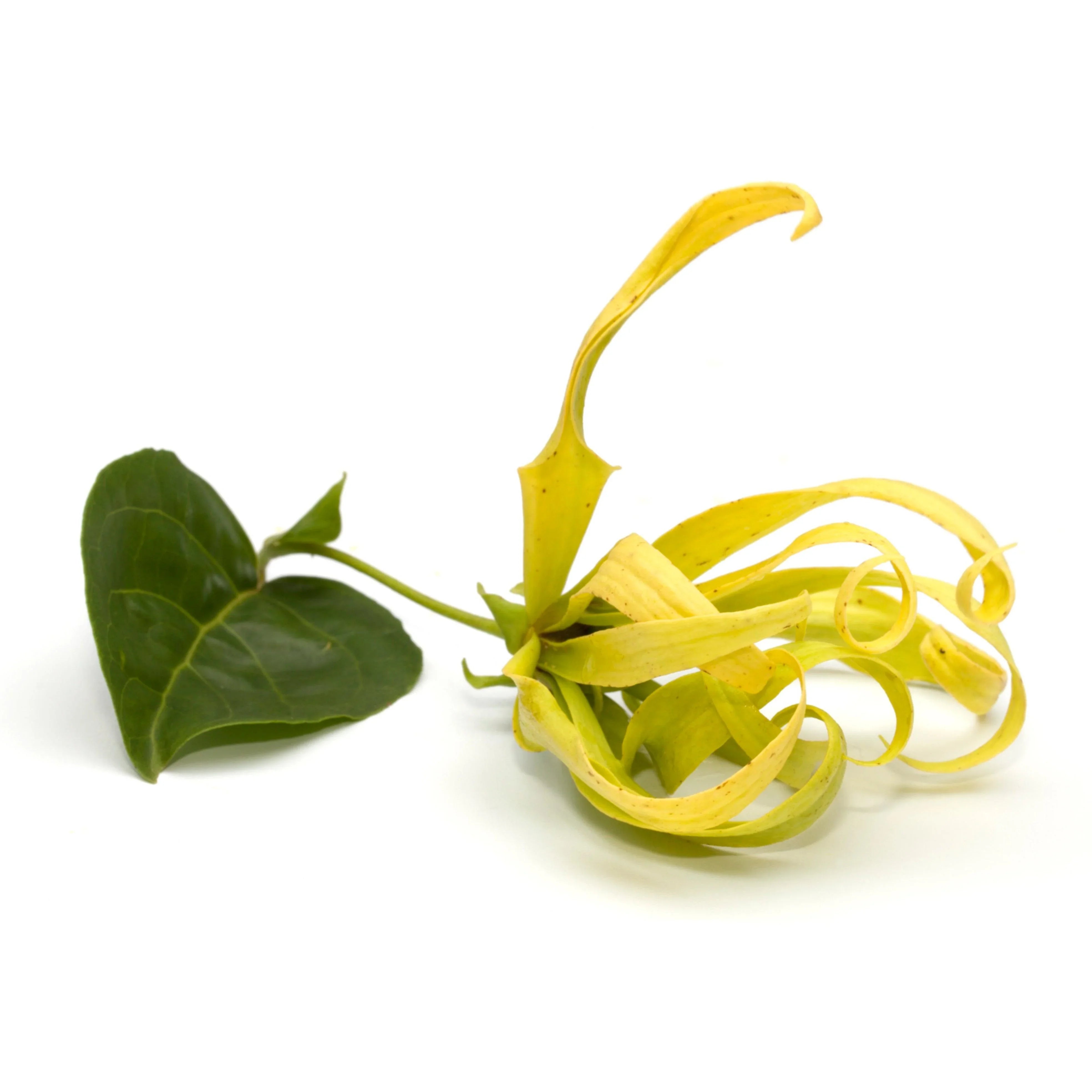 Ylang-Ylang Ätherisches Öl 10ml
